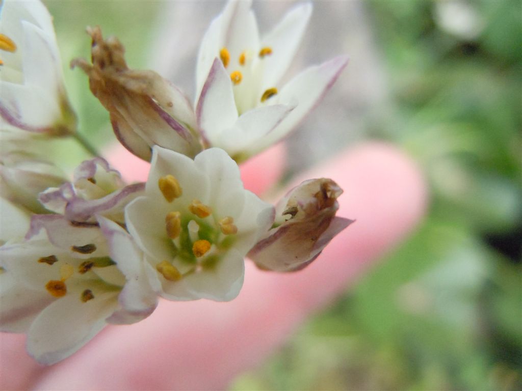 Nothoscordum gracile / Aglio fragrante